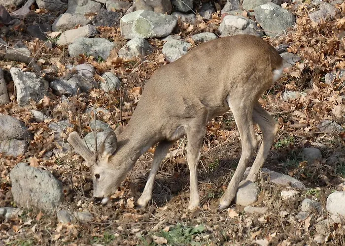 Θέρετρο Mg Momchilgrad